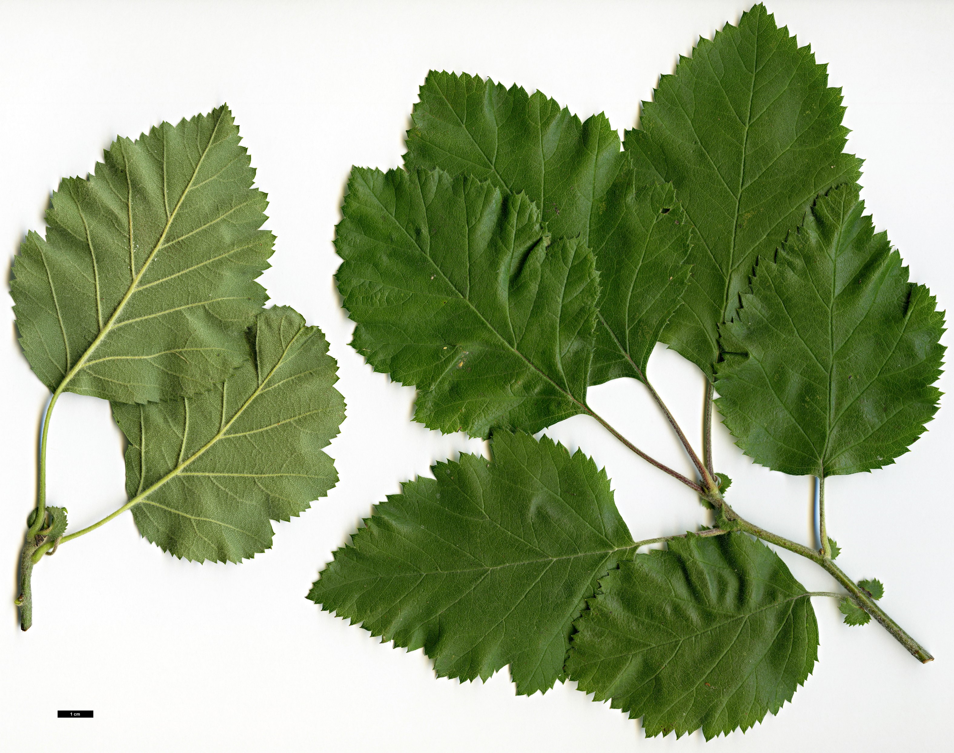 High resolution image: Family: Rosaceae - Genus: Crataegus - Taxon: mollis - SpeciesSub: var. dumetosa